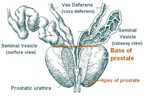 rostata|Prostate .